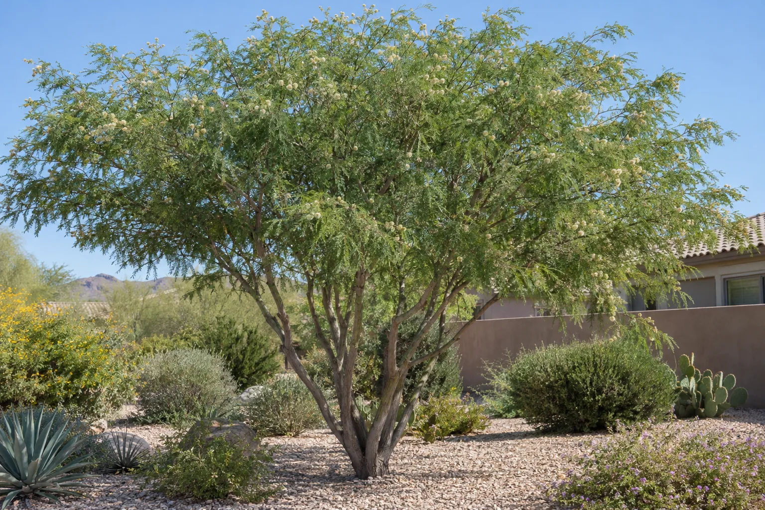 Desert fern tree, a small multi-trunk tree with a spreading canopy of feathery fern-like green leaves