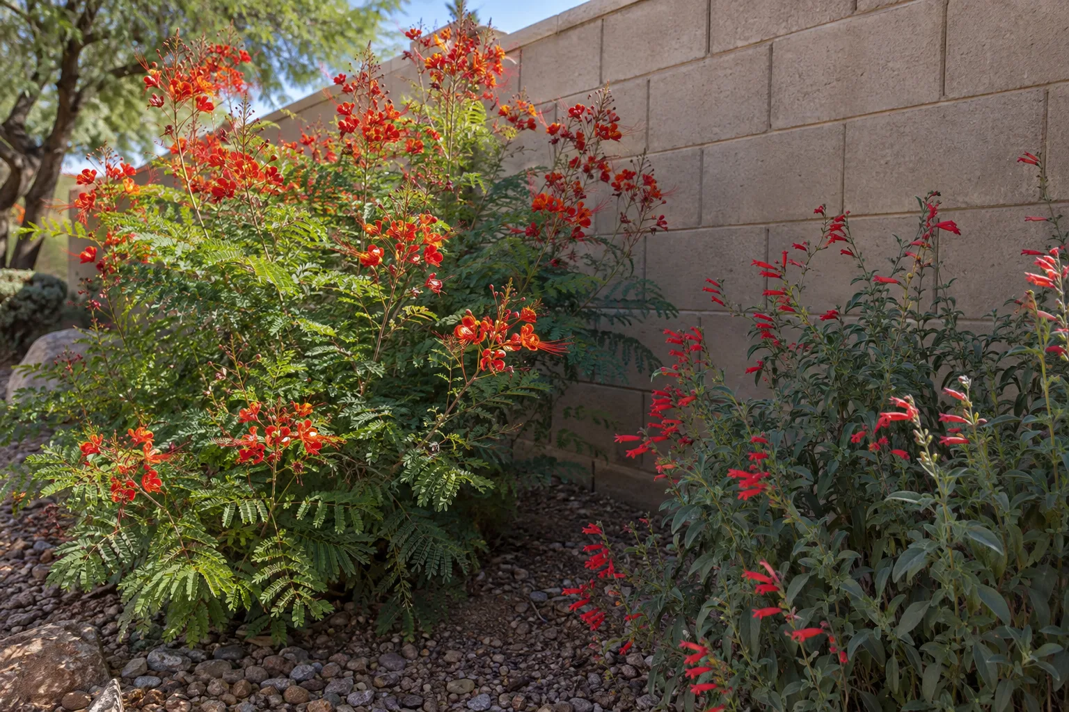 Red bird of paradise and autumn sage flowering against a block wall in summer