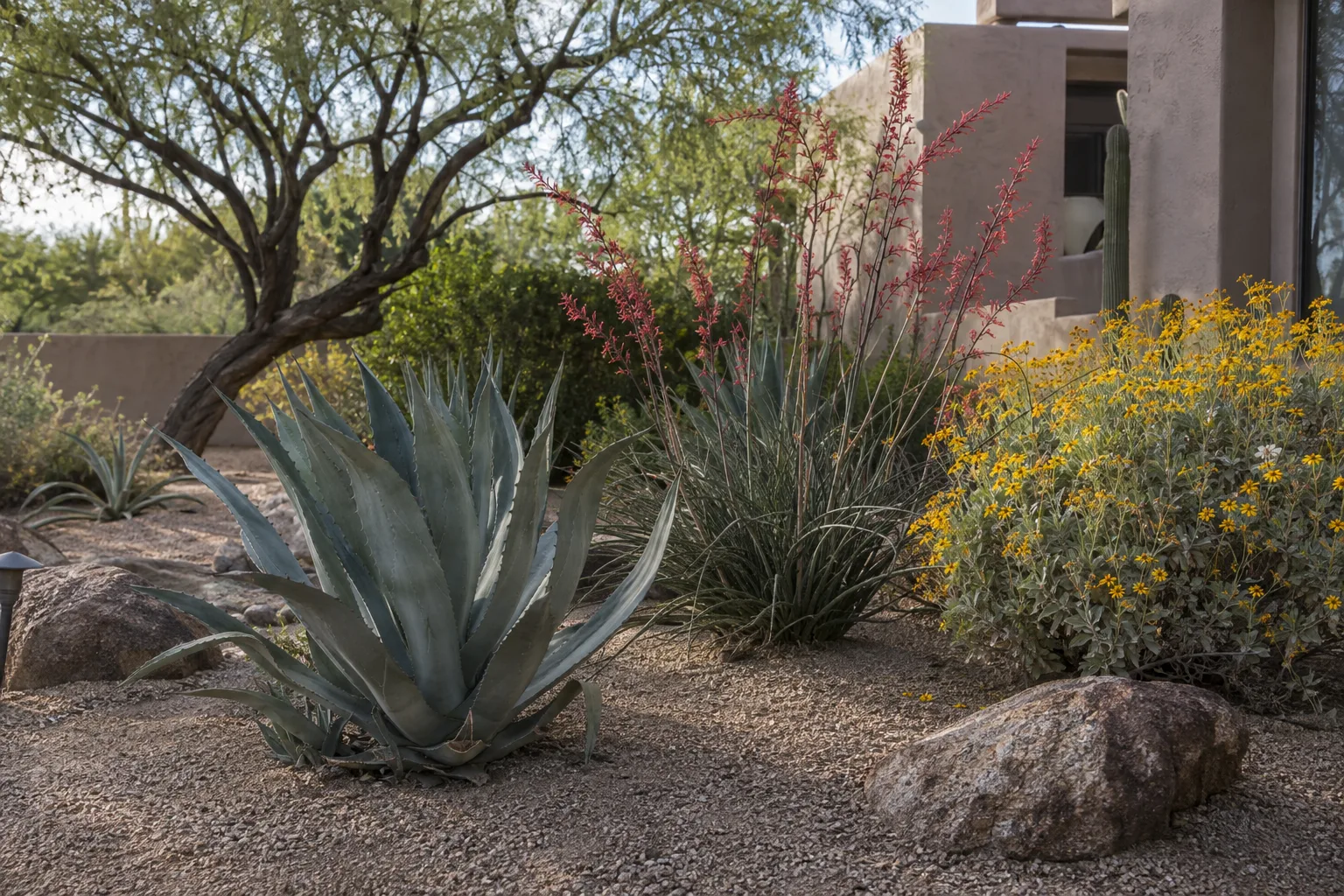 Desert garden bed with agave, red yucca and brittlebush over decomposed granite mulch
