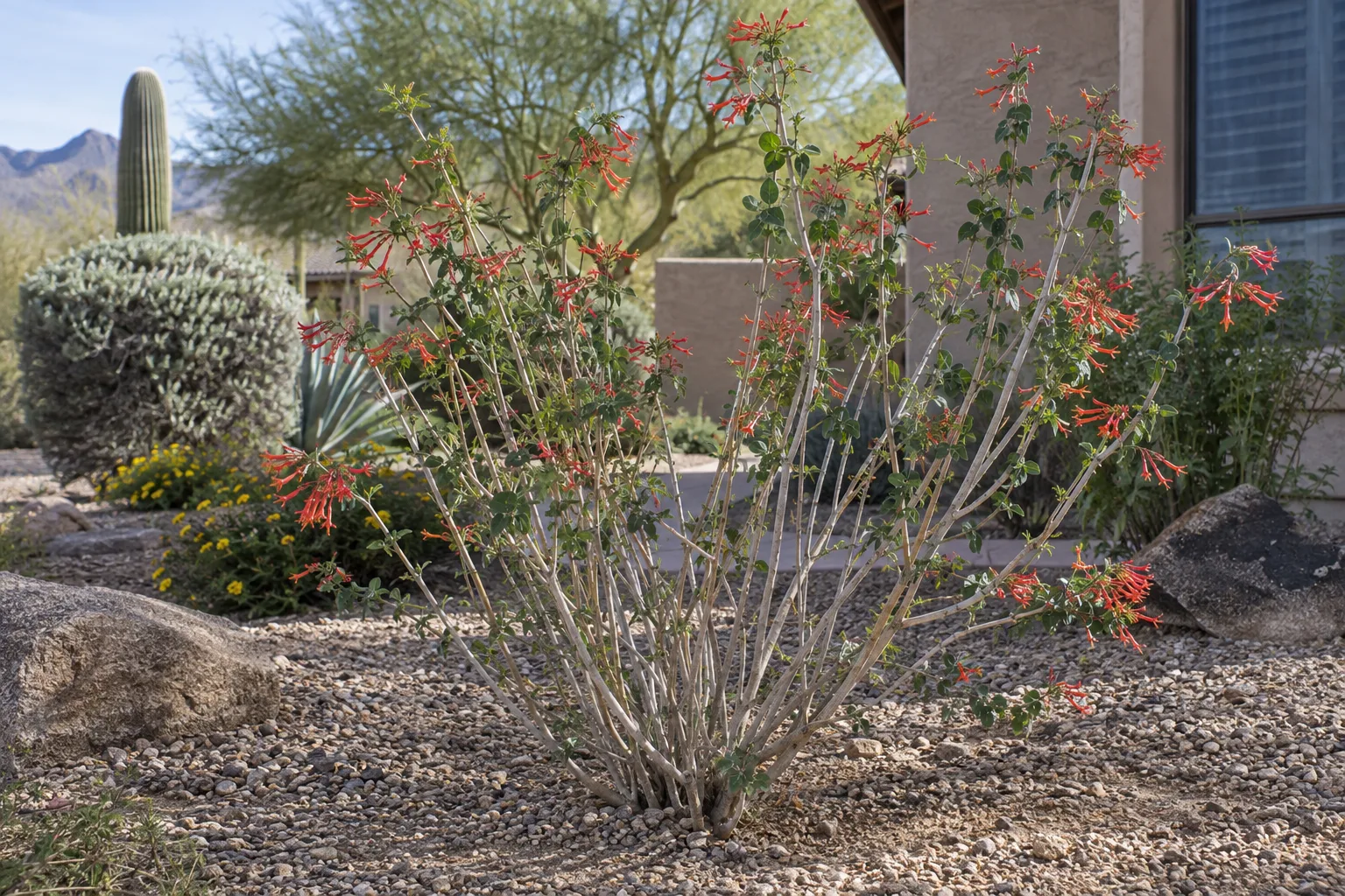Desert honeysuckle cut back to knee height with an open vase shape and thin mulch at the base