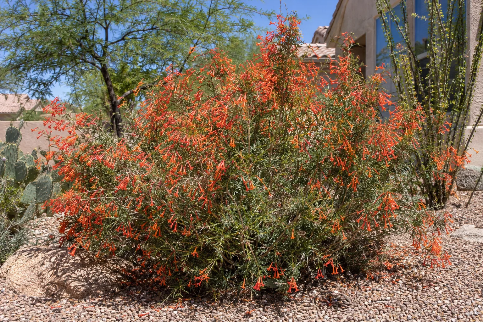 Orange-red tubular flowers cover a rounded desert honeysuckle shrub in full sun beside a block wall