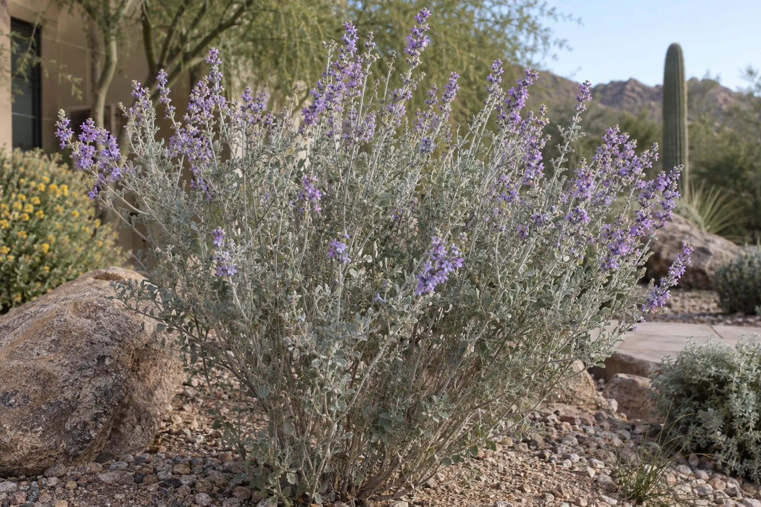 Desert lavender shrub with silvery-grey felted leaves and slender spikes of tiny lavender flowers