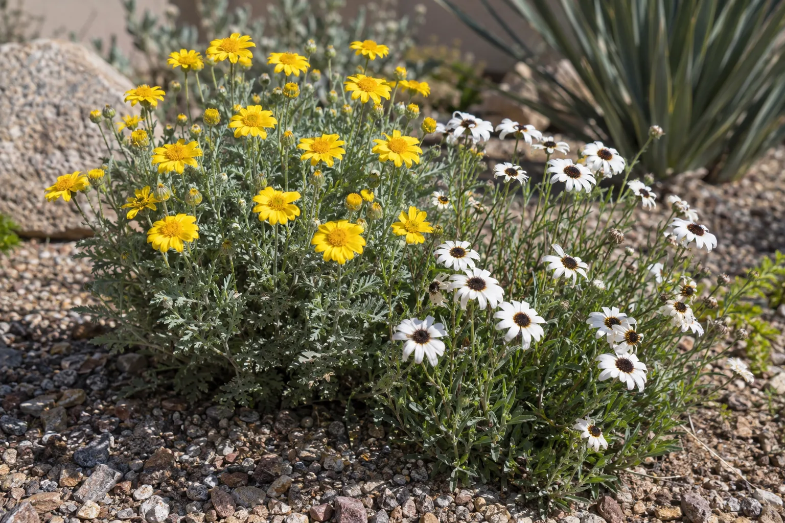 Yellow desert marigold and white blackfoot daisy growing together in a gravel bed