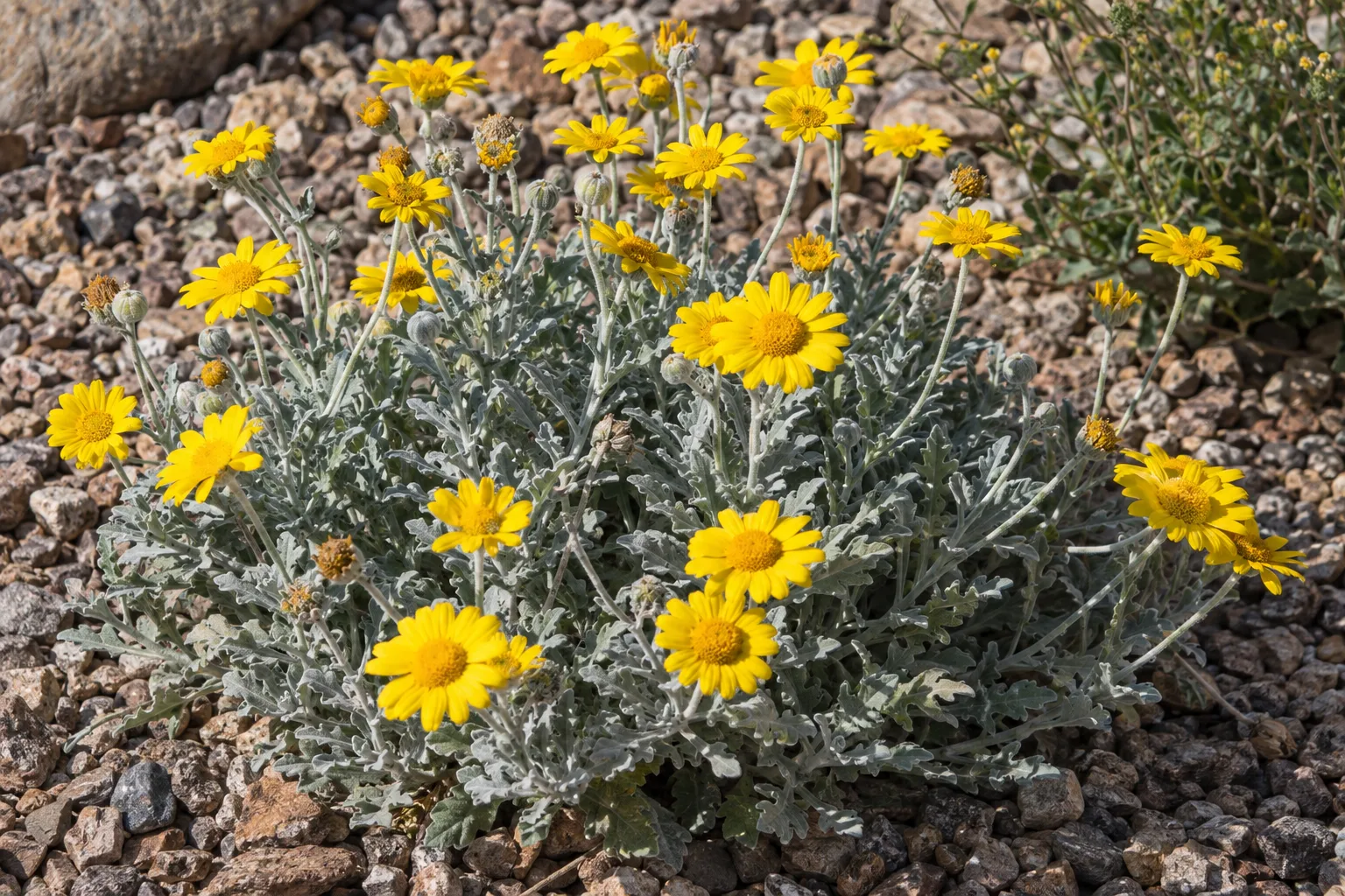Golden yellow desert marigold blooms above silvery foliage in a gravel-mulched bed