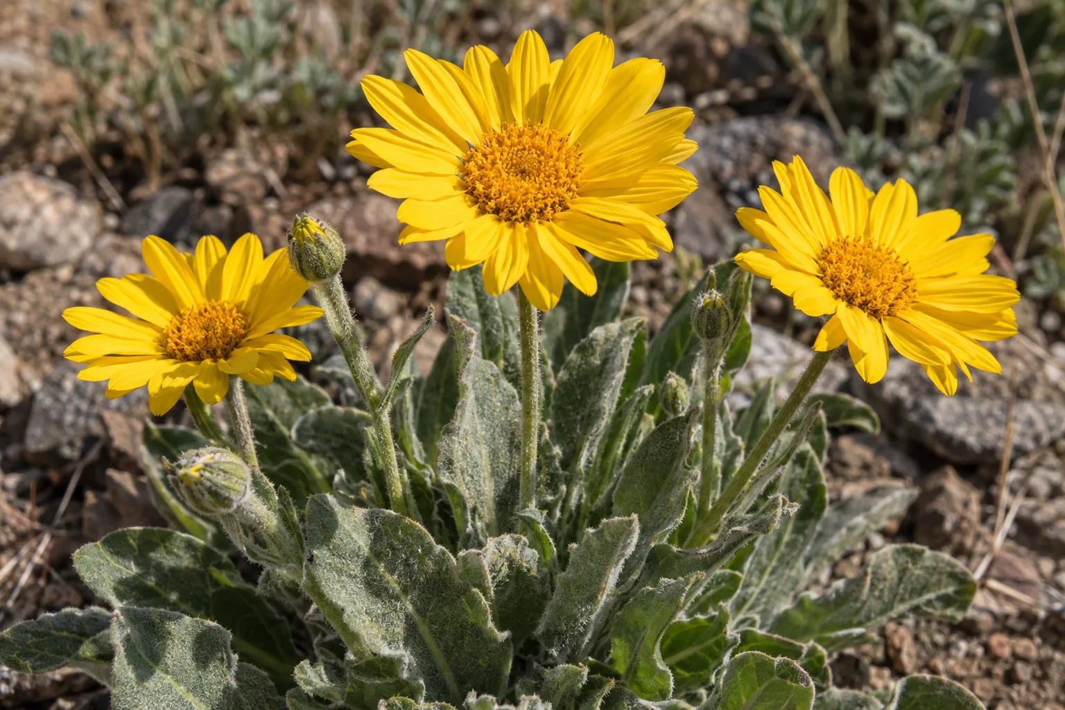 Desert marigold with woolly gray leaves and first yellow flowers on slim stems