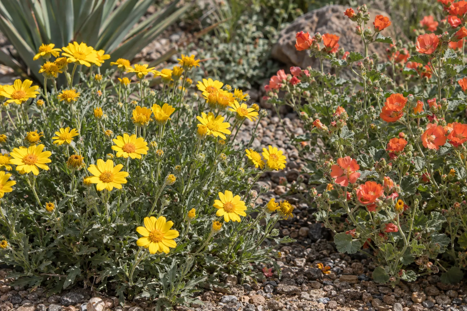 Yellow desert marigold beside orange globe mallow blooming in a sunny Queen Creek garden bed