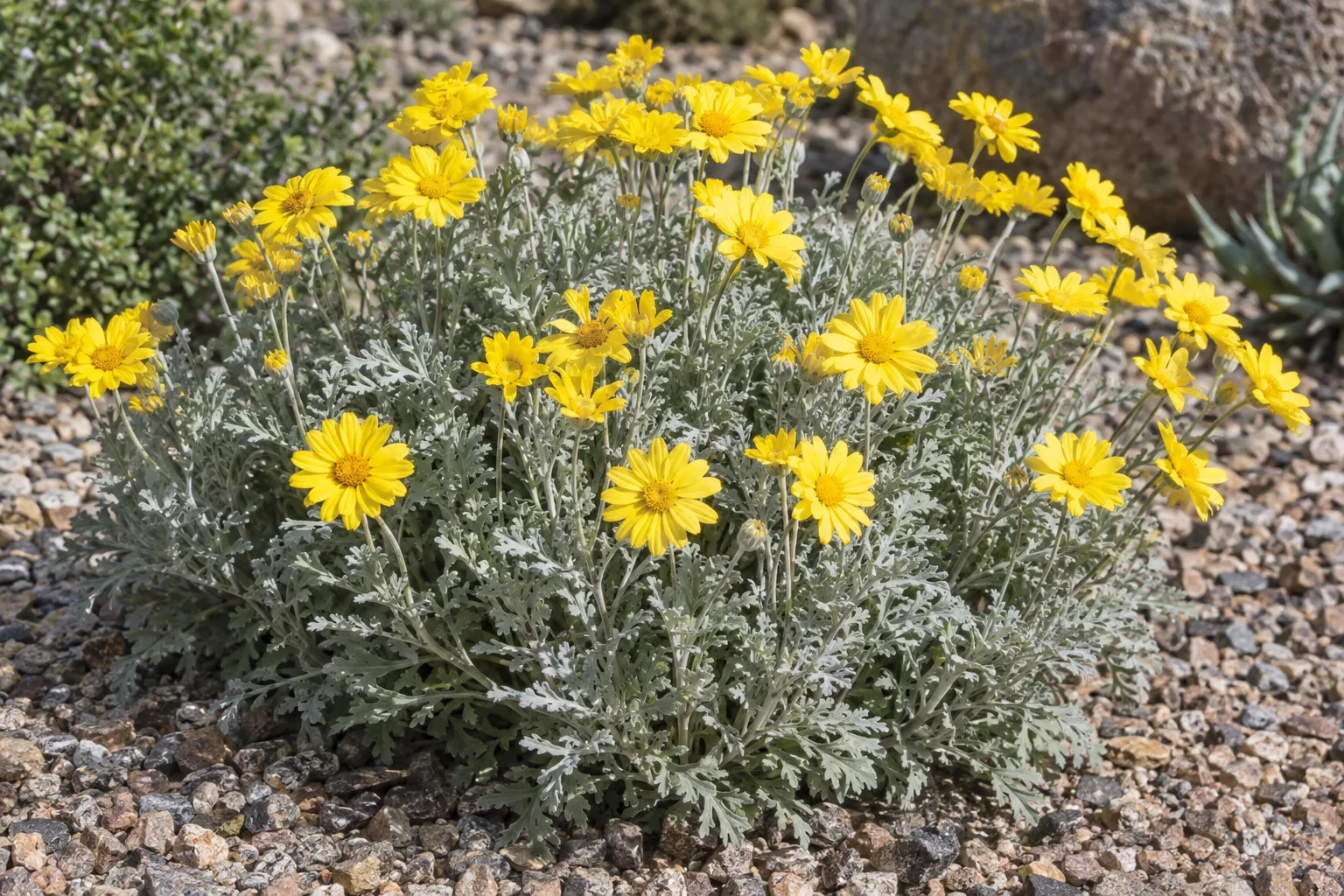 Desert marigold with yellow daisy flowers and silvery leaves in a gravel bed
