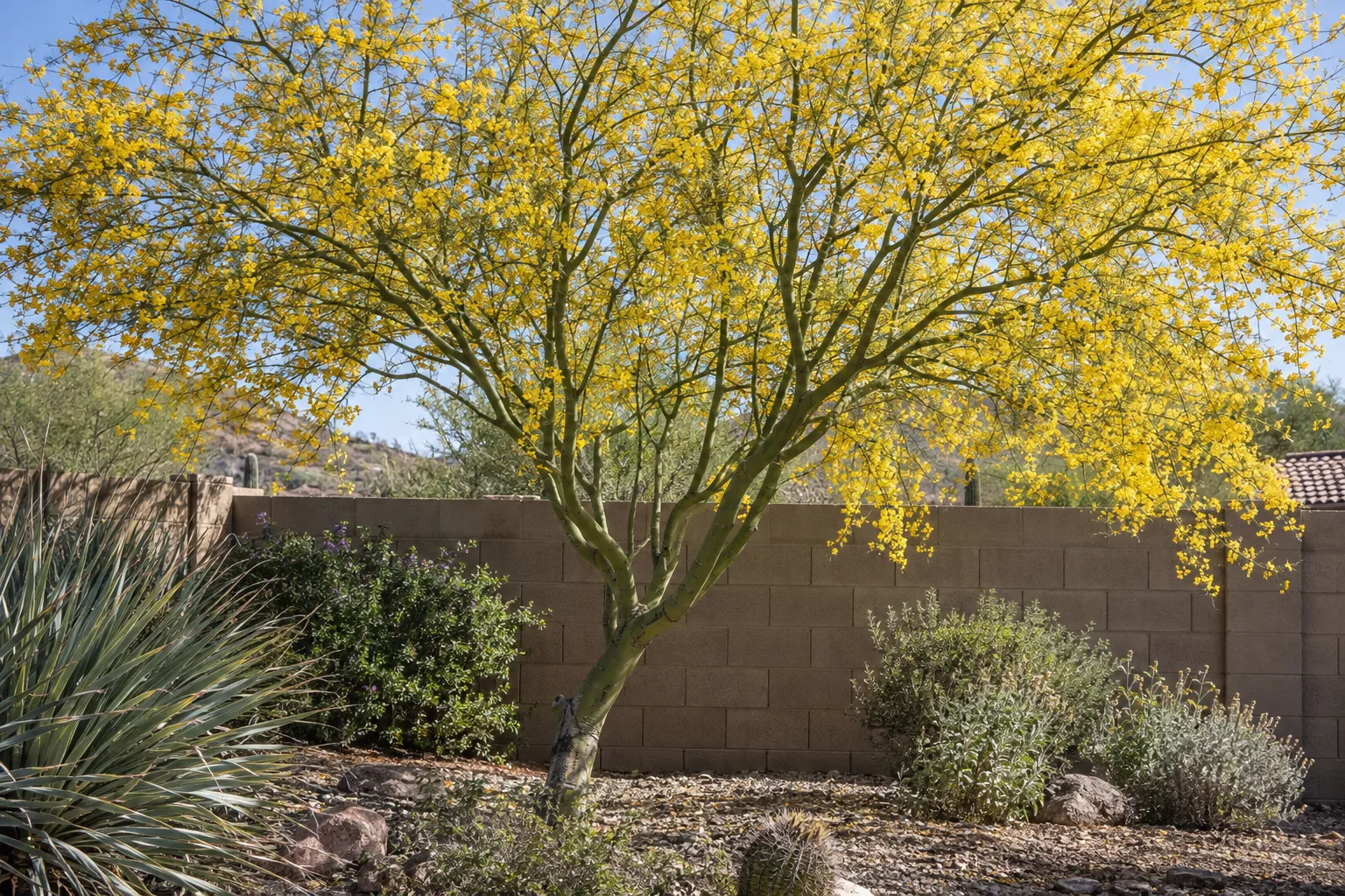 Desert Museum palo verde in full yellow bloom beside a stucco wall