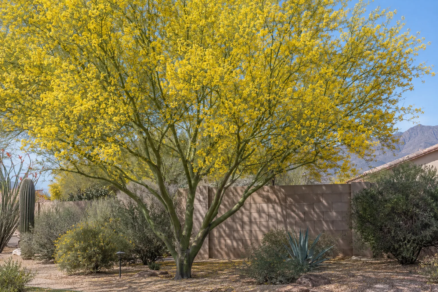 Desert Museum palo verde covered in yellow spring flowers against a block wall