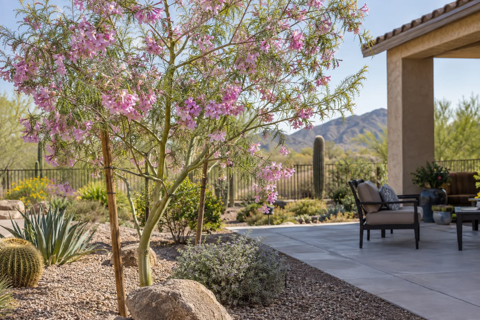 Young Desert Museum palo verde in yellow bloom beside a patio near Queen Creek