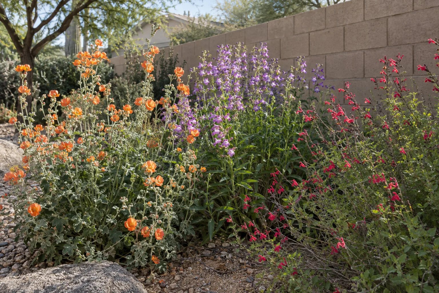 Mixed desert perennials blooming in orange, pink and red beside a block wall in full sun