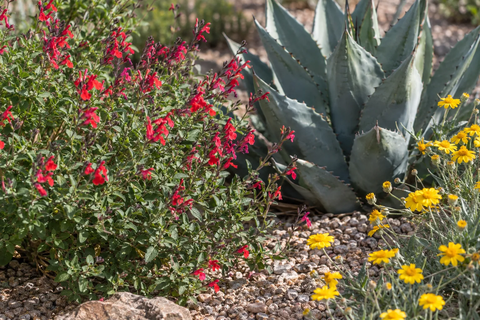 Red flowering autumn sage planted beside an agave and yellow desert marigold in gravel