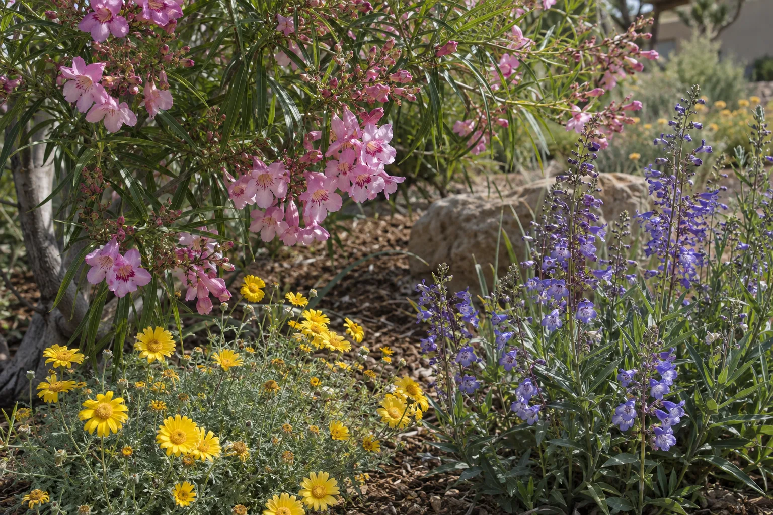 Desert willow with penstemon and desert marigold growing in a mulched Arizona planting bed
