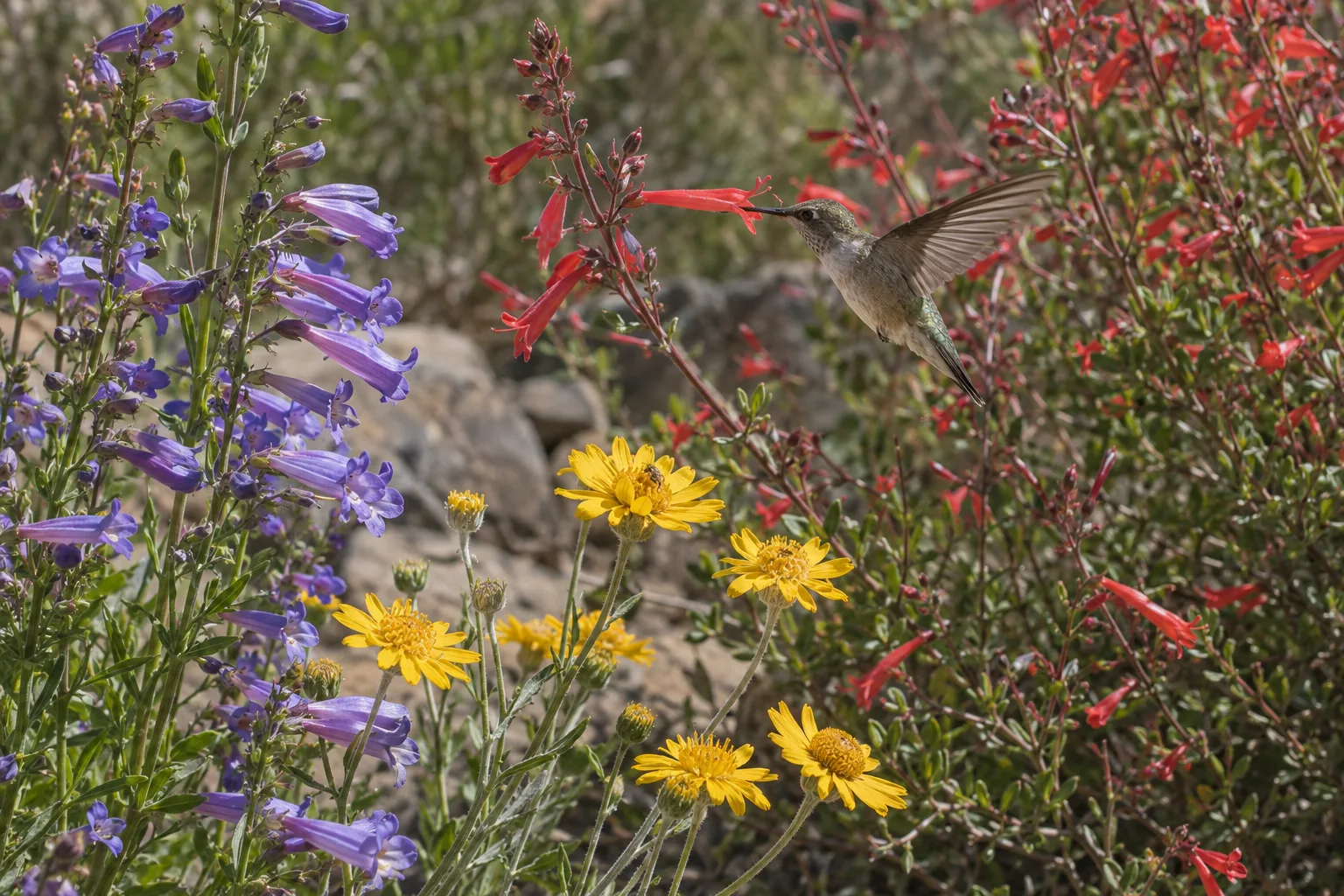 Spring pollinator bed with penstemon and desert marigold blooming beside chuparosa shrubs