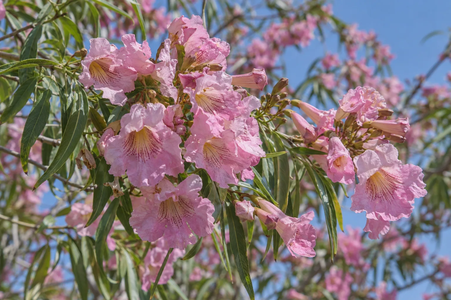Pink trumpet-shaped desert willow flowers blooming on a mature tree in an East Valley yard