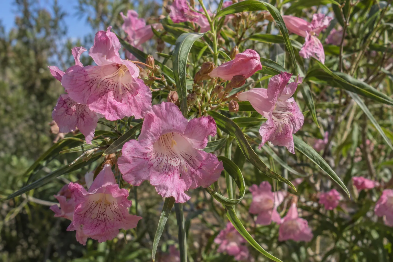 Desert willow branches covered in pink and purple trumpet-shaped flowers against blue sky