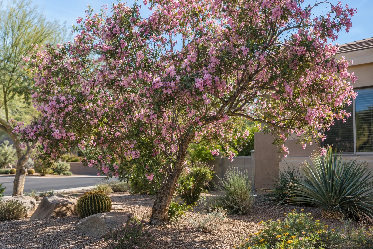 Desert willow covered in pink trumpet flowers in a sunny Arizona yard