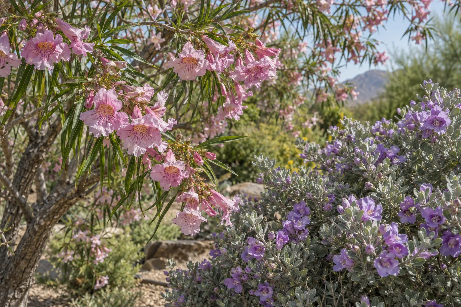 Desert willow and purple-flowering Texas sage in spring at a Queen Creek garden
