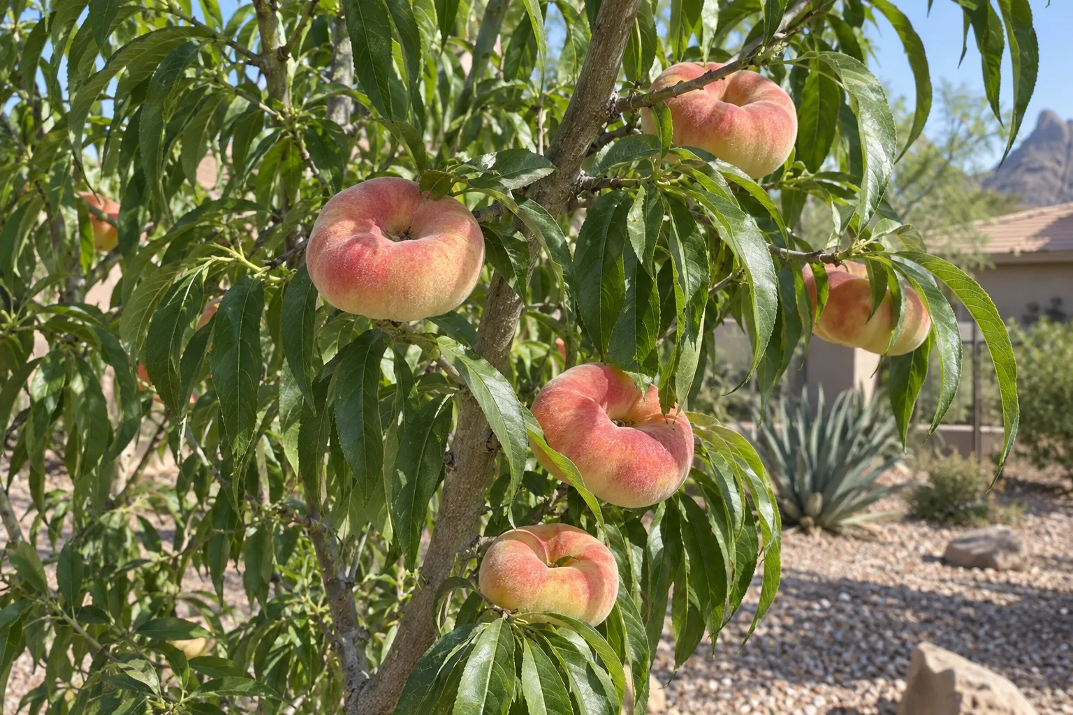 Donut peach tree with narrow green leaves and flat disc-shaped peaches blushed rosy red