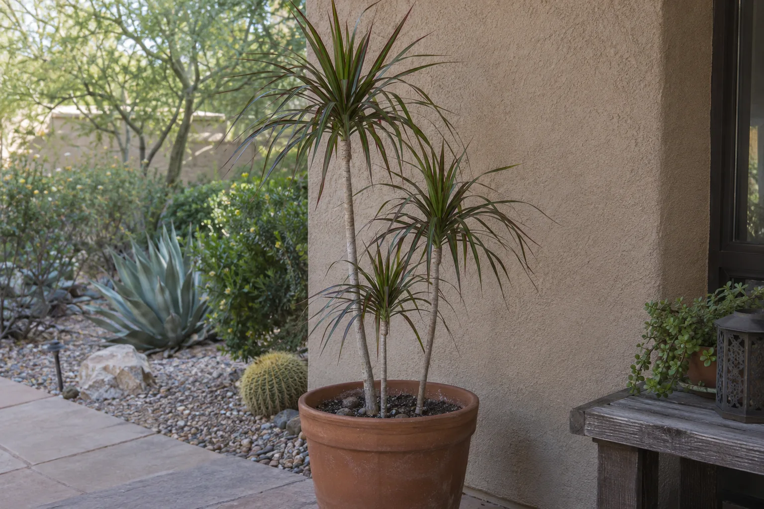 Dragon tree with slender canes and tufts of narrow red-edged green leaves in a terracotta pot