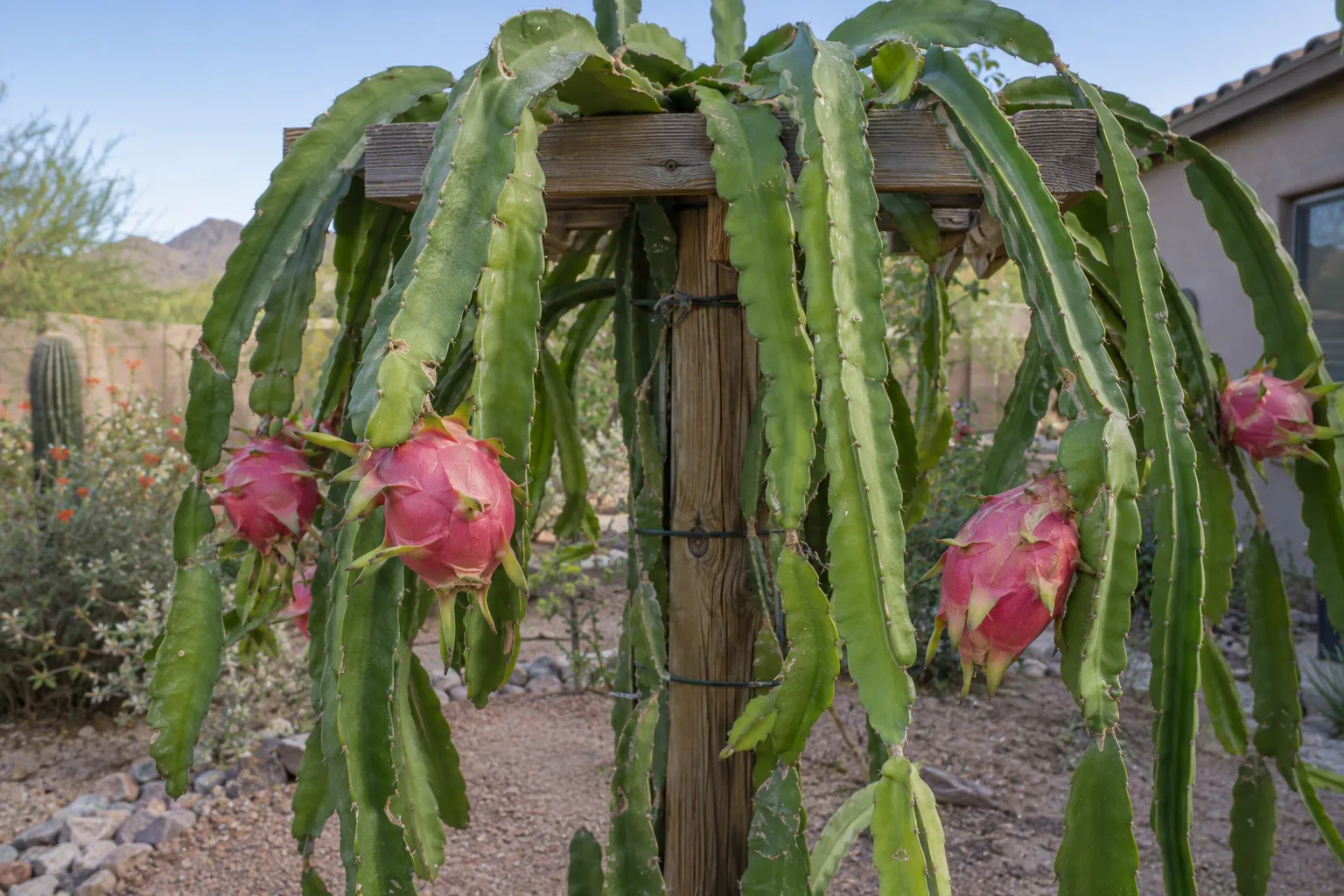 Dragon fruit cactus on a wooden trellis with three-angled green stems and ripe pink scaly fruit