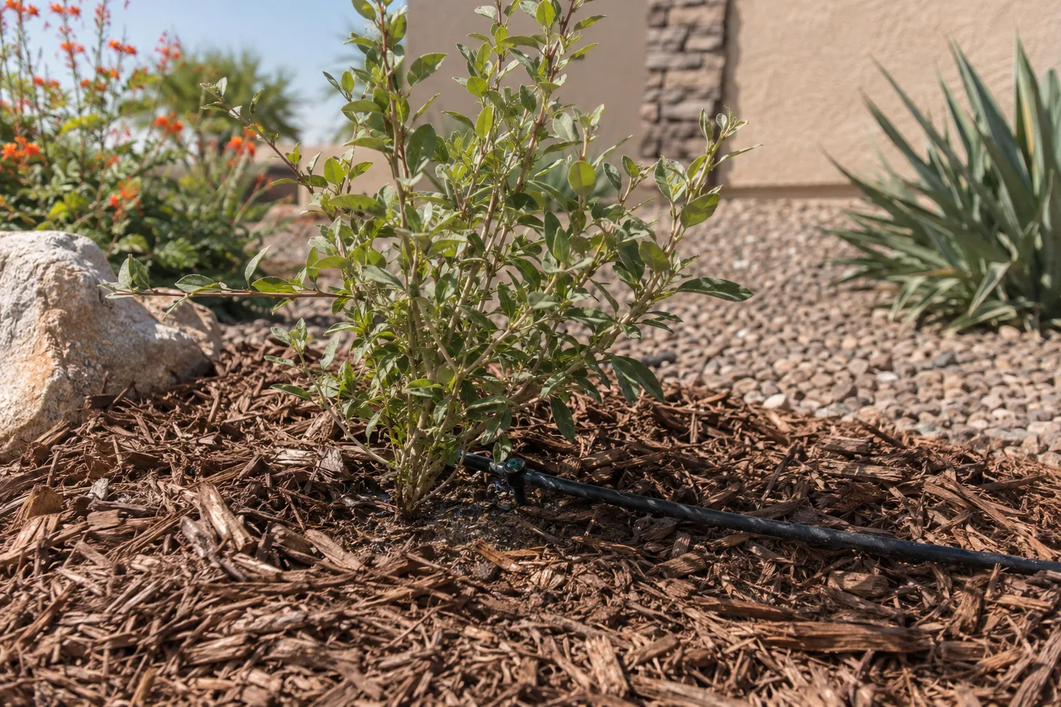 Drip emitter watering a young desert shrub surrounded by decomposed granite mulch