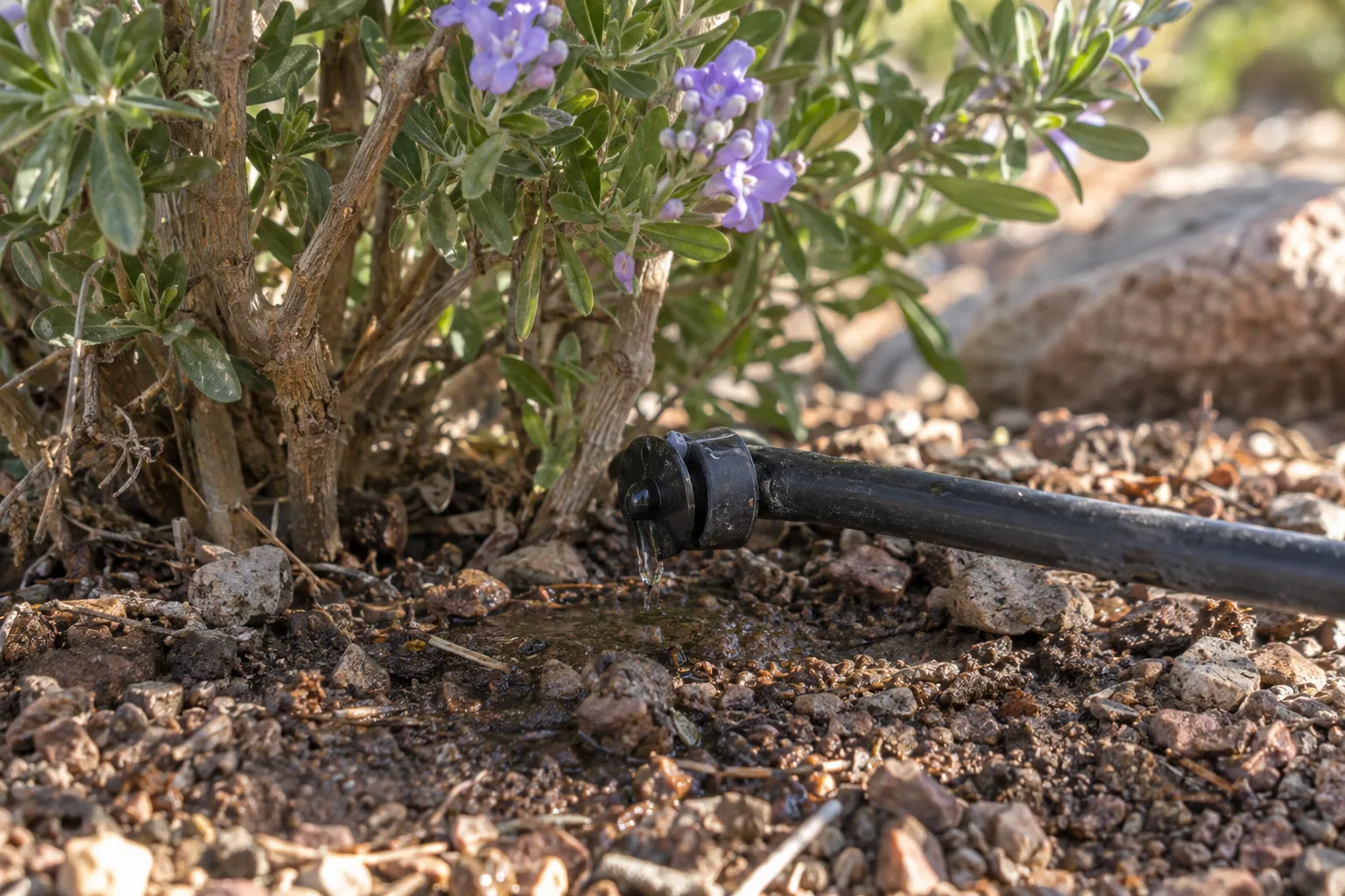 Drip emitter soaking dark soil several inches from the base of a young shrub