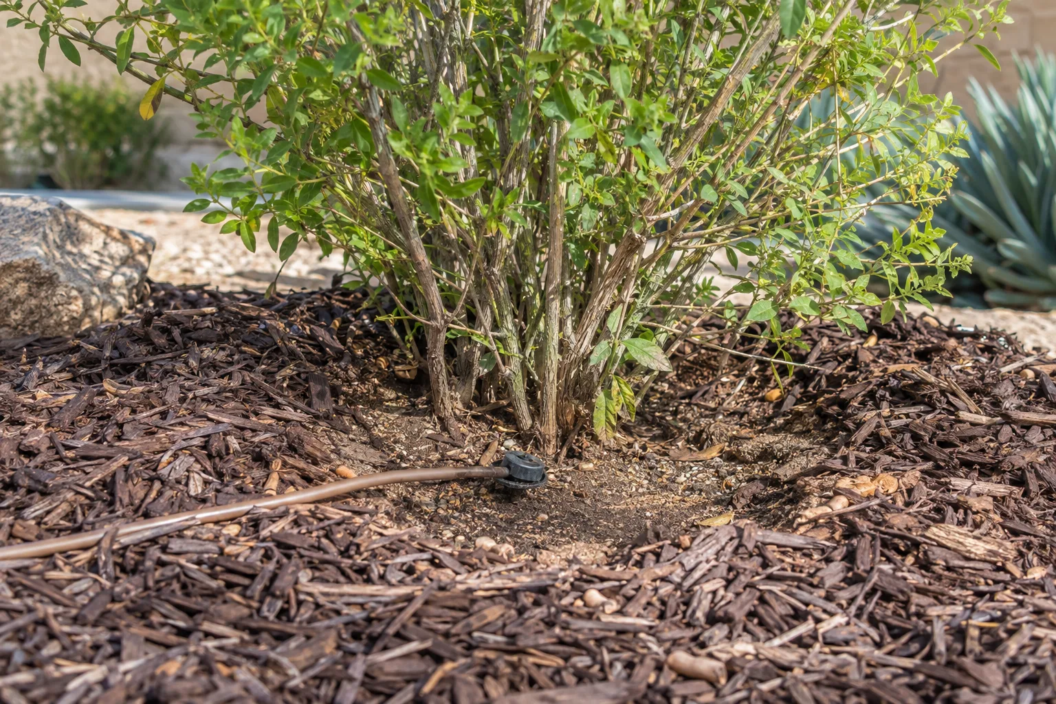 Drip emitter watering a young shrub ringed with shredded wood mulch