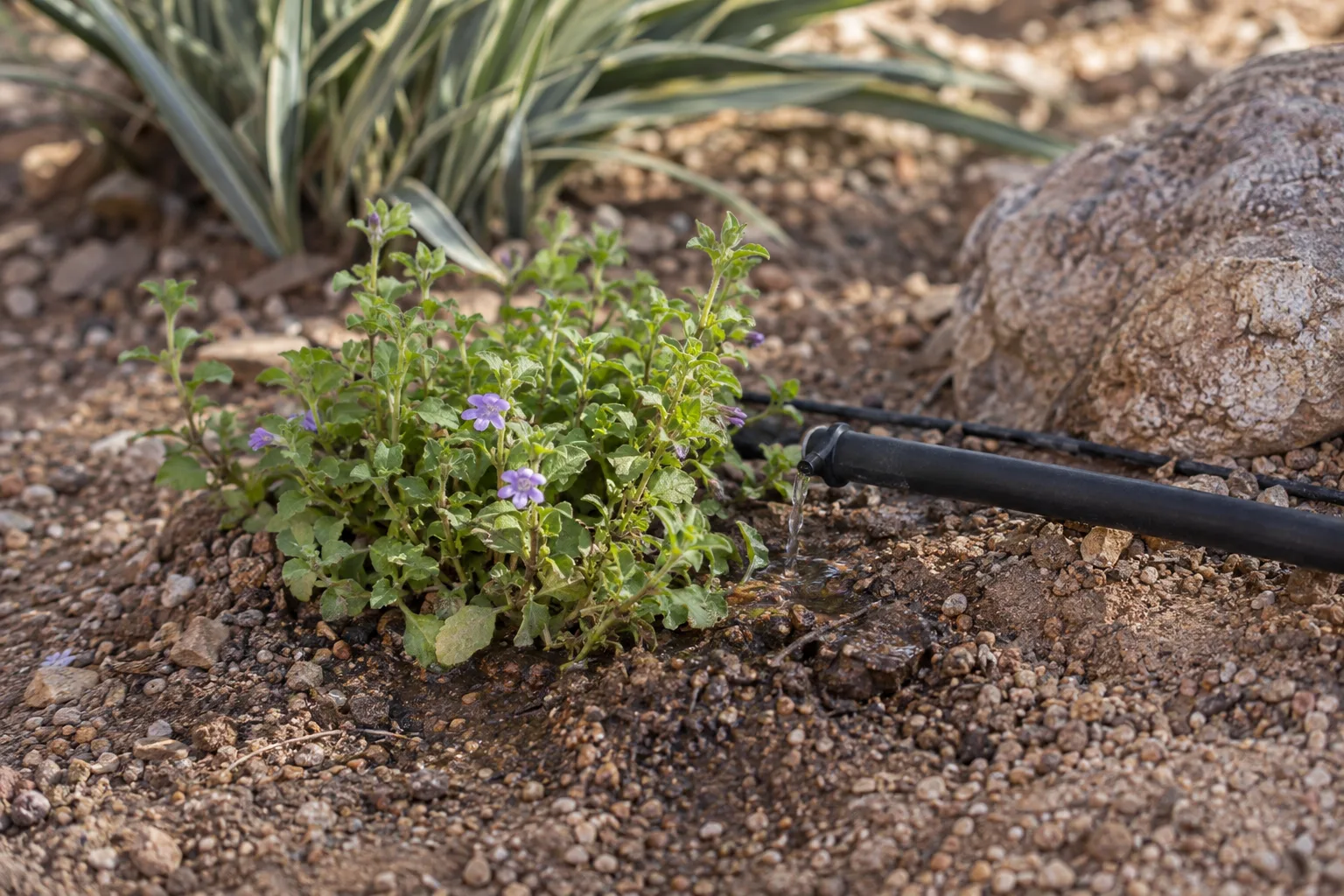 Drip emitter watering the base of a young groundcover in a Queen Creek garden bed