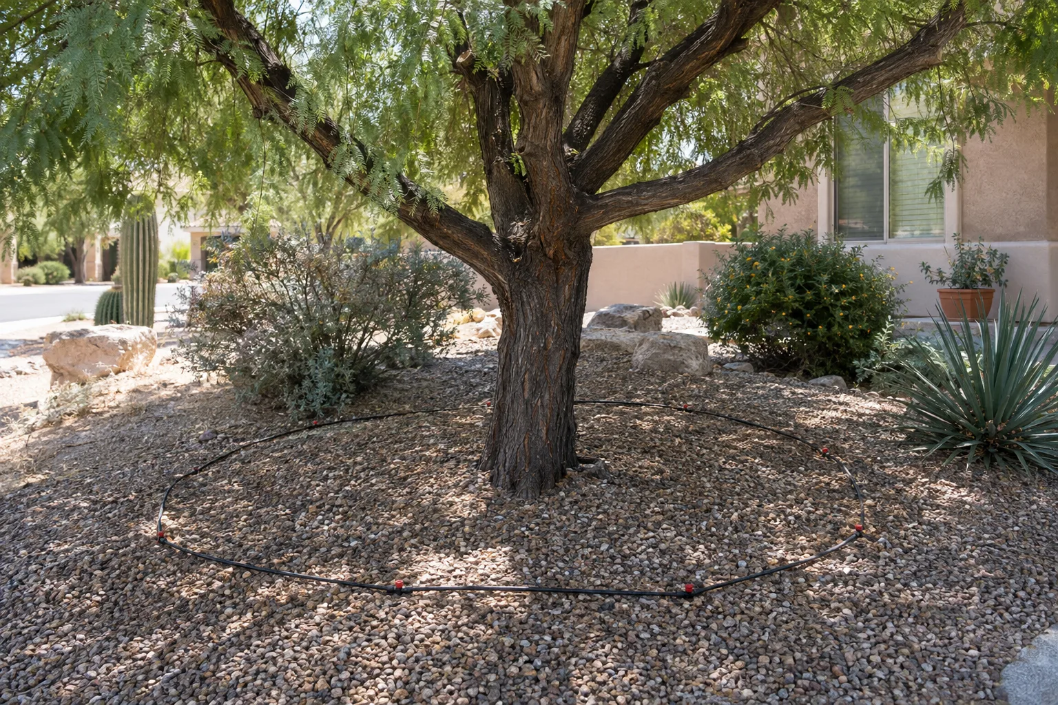 Drip emitters spaced around the canopy edge of a shade tree in Queen Creek