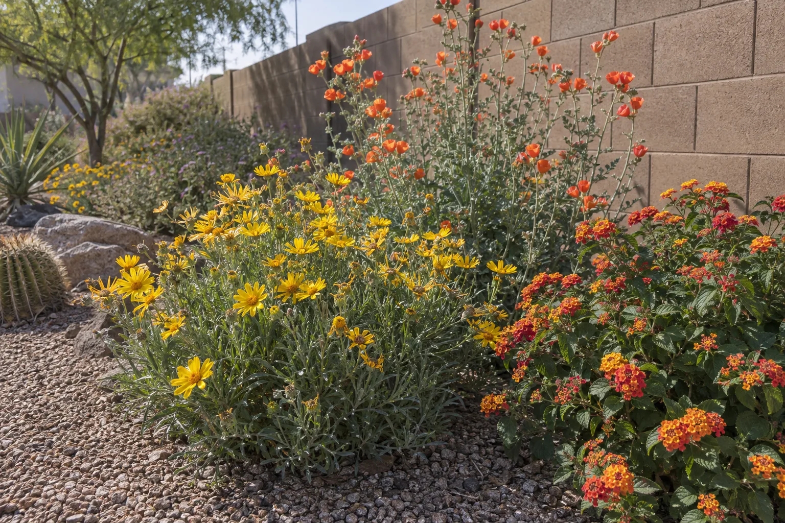 Mixed drought-resistant flower border blooming in full sun beside a block wall in an Arizona yard