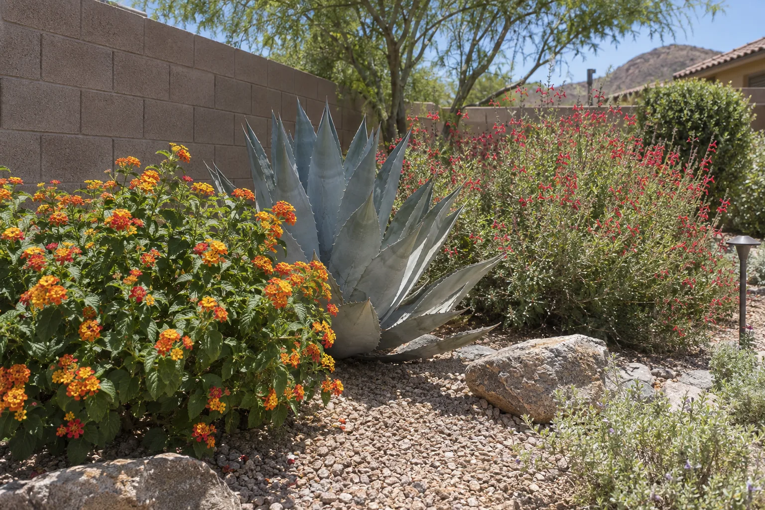 Mixed bed of lantana, agave and autumn sage blooming in full sun beside a block wall