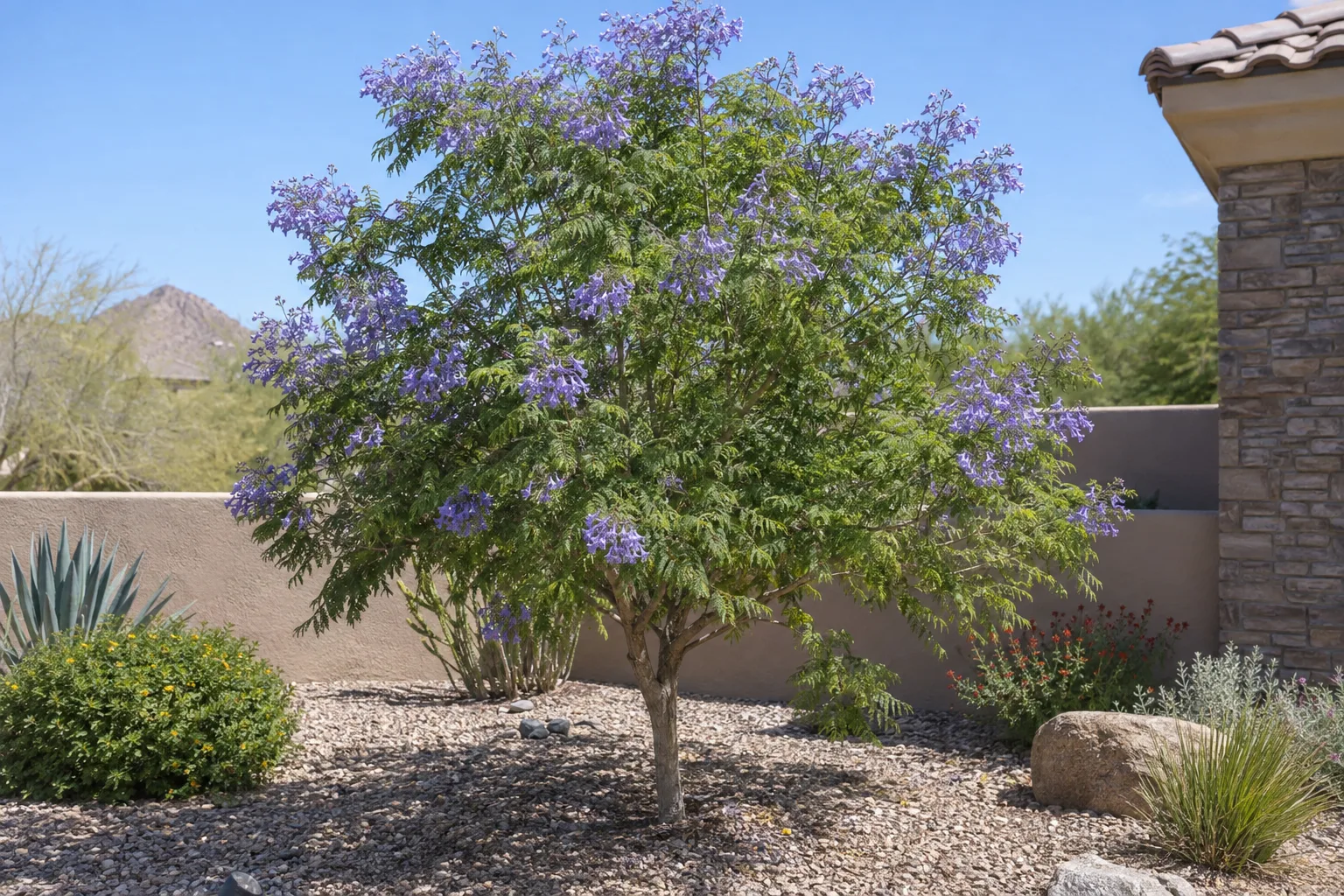 Dwarf jacaranda tree with fernlike green leaves and lavender-blue trumpet flowers in a courtyard bed