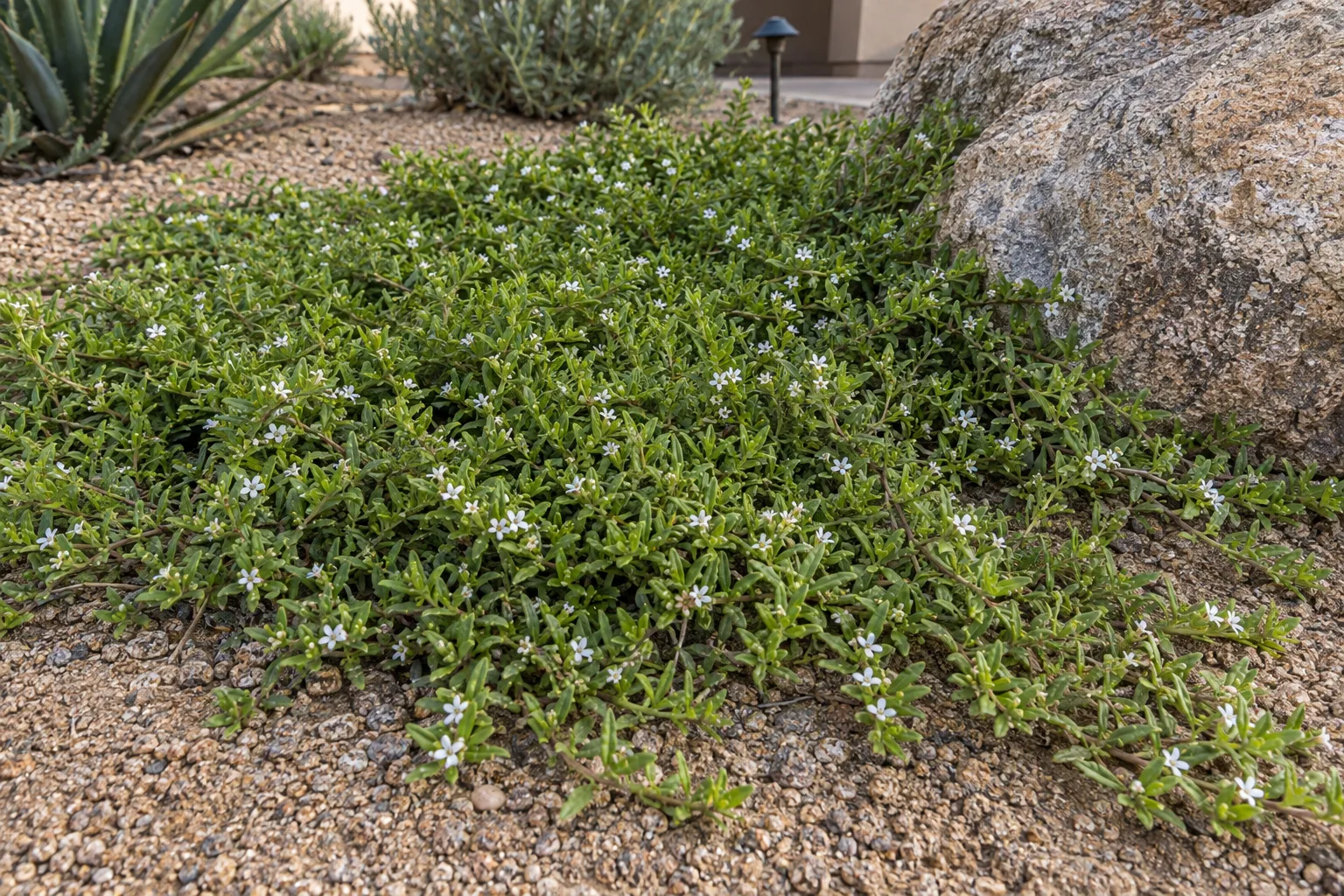 Dwarf myoporum groundcover forming a flat bright green carpet dotted with tiny white flowers