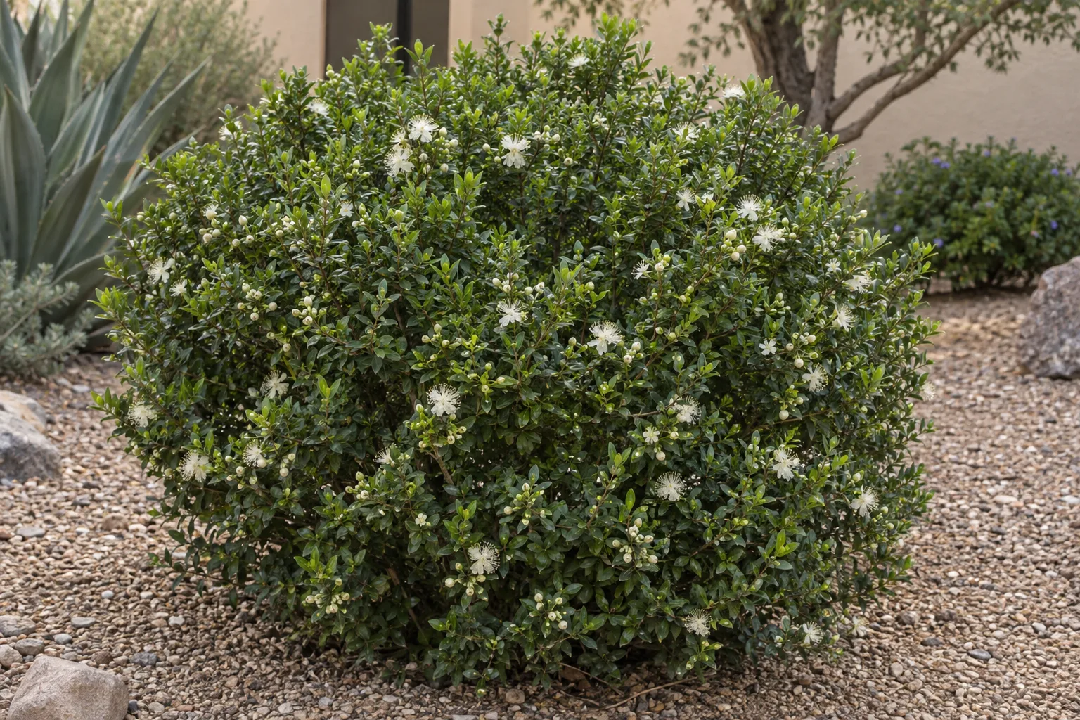 Dwarf myrtle, a dense rounded shrub with tiny dark green leaves and small fluffy white flowers, in a gravel bed