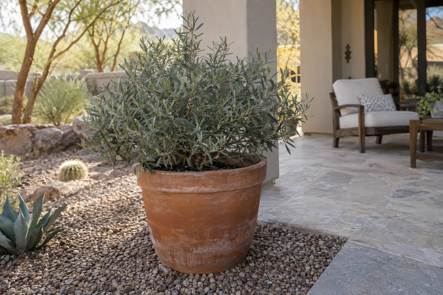 Dwarf olive shrub with gray-green leaves growing in a large terracotta pot at Desert Horizon Nursery