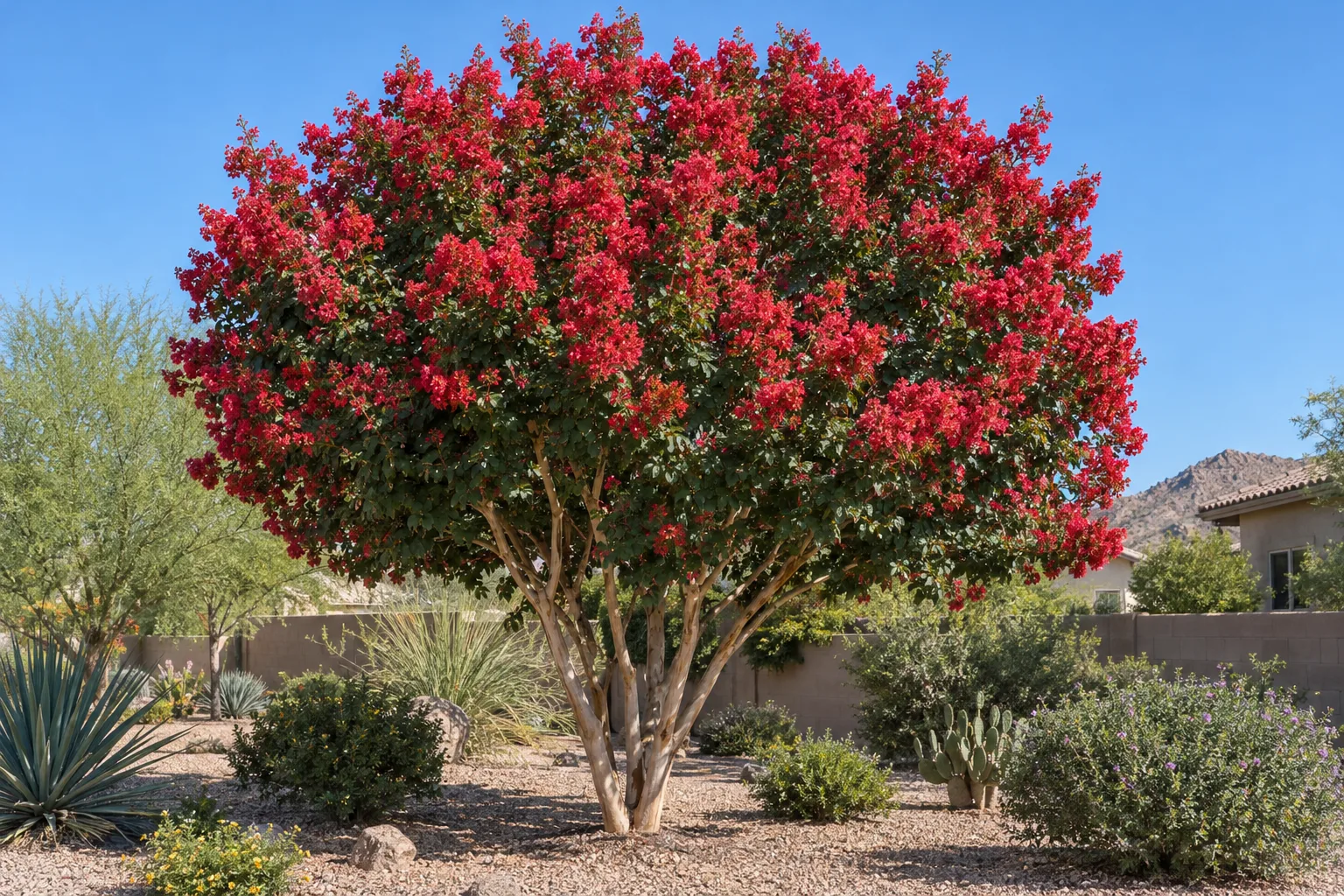 Dynamite crape myrtle in peak bloom with vivid cherry-red flowers above dark green foliage and pale trunks