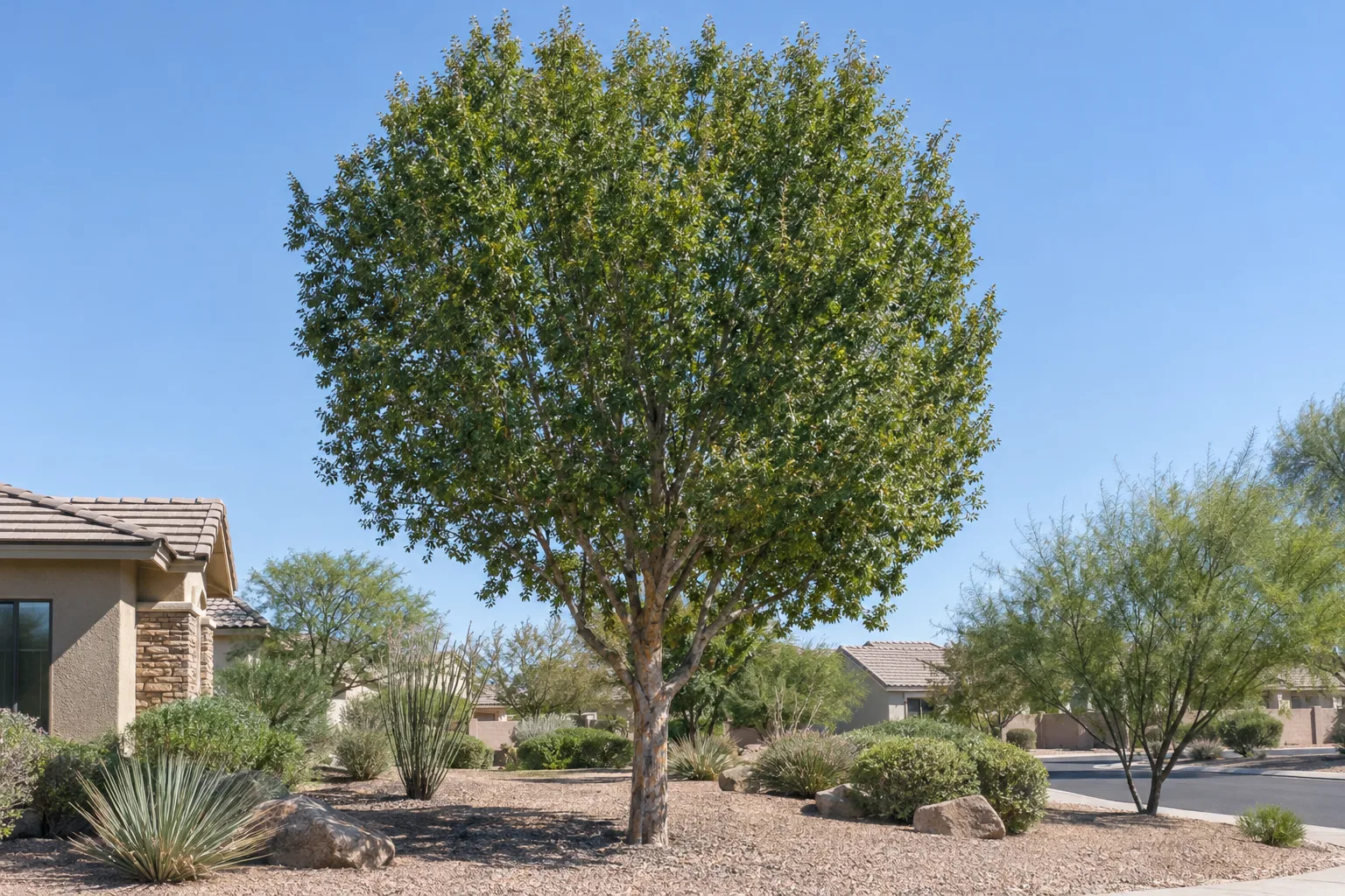 Dynasty elm shade tree with small glossy dark green leaves and mottled grey, orange and brown bark