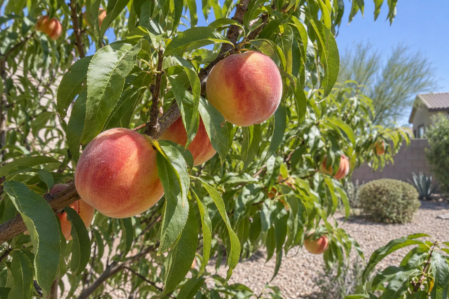 Earligrande peach tree branches with ripe red-blushed yellow peaches in an Arizona yard