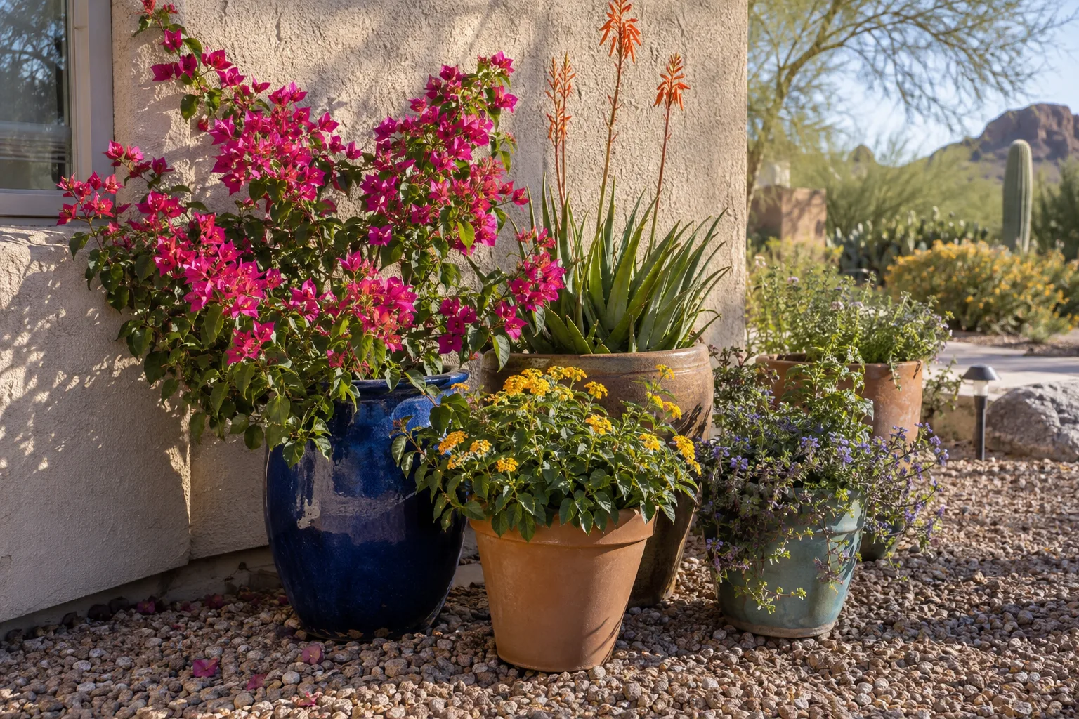 Several flowering pots grouped against an east-facing wall in morning sunlight