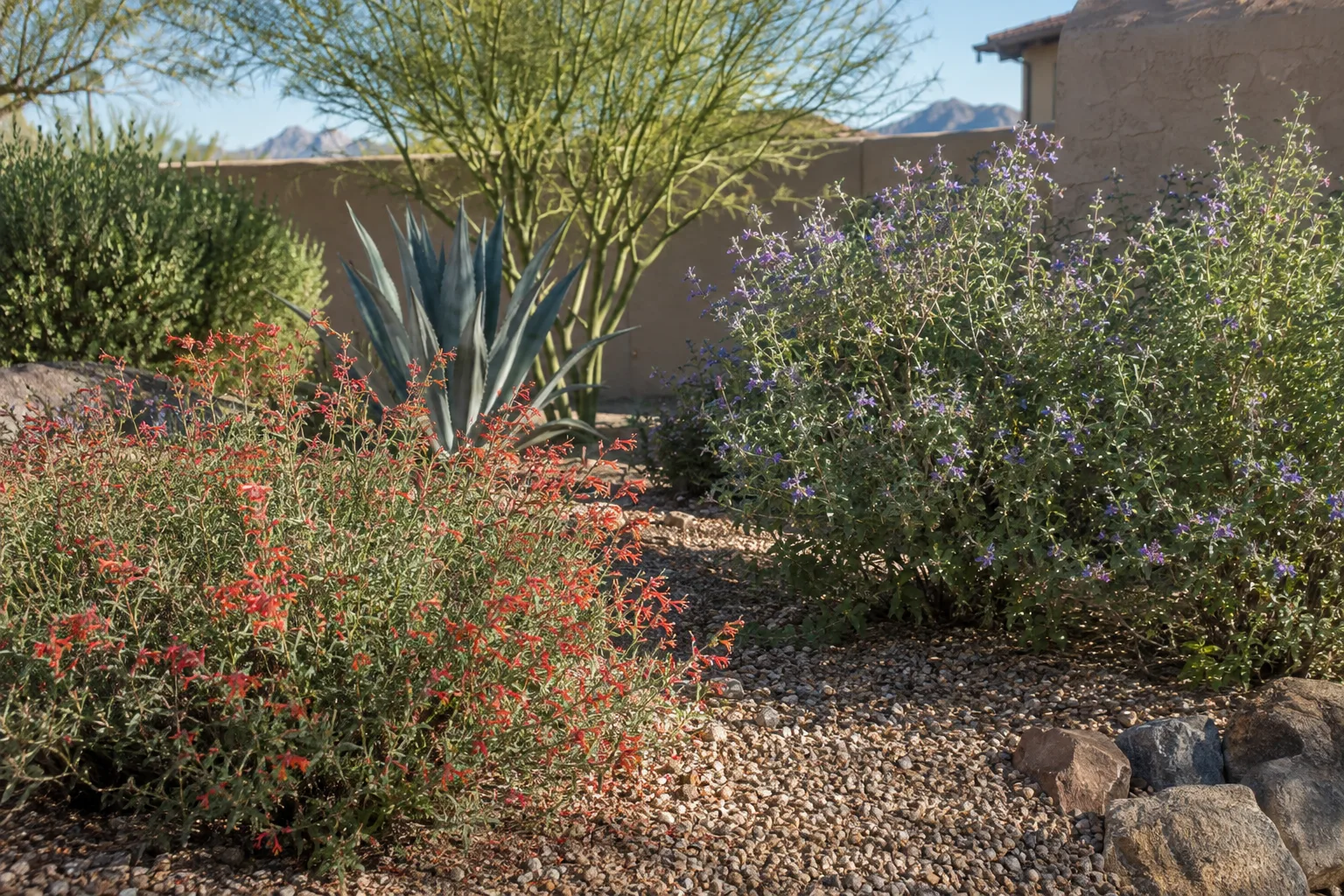 Mixed desert-adapted shrubs and perennials in a decomposed granite bed in an Arizona backyard