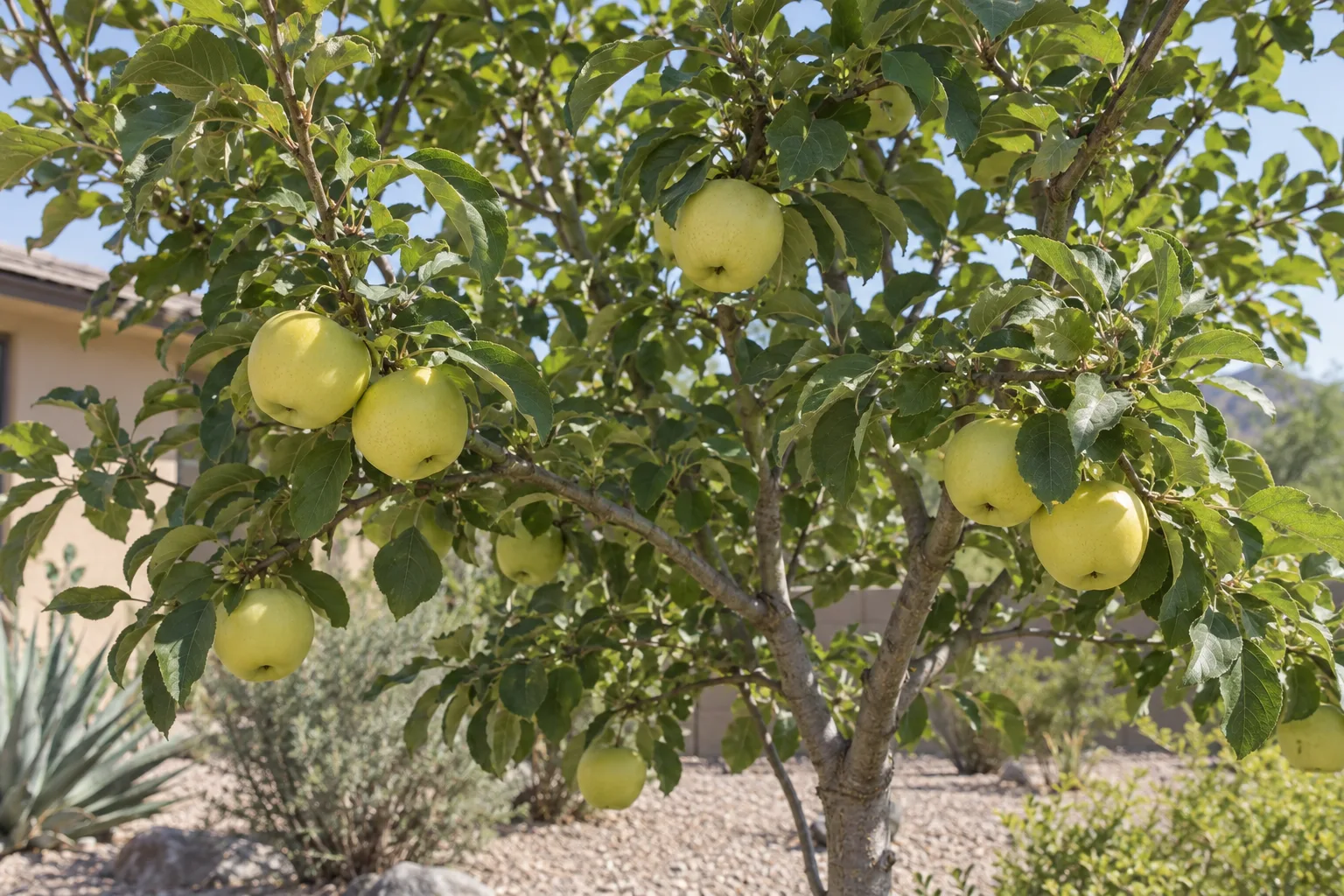 Ein Shemer apple tree with green leaves and pale yellow to yellow-green apples on the branches