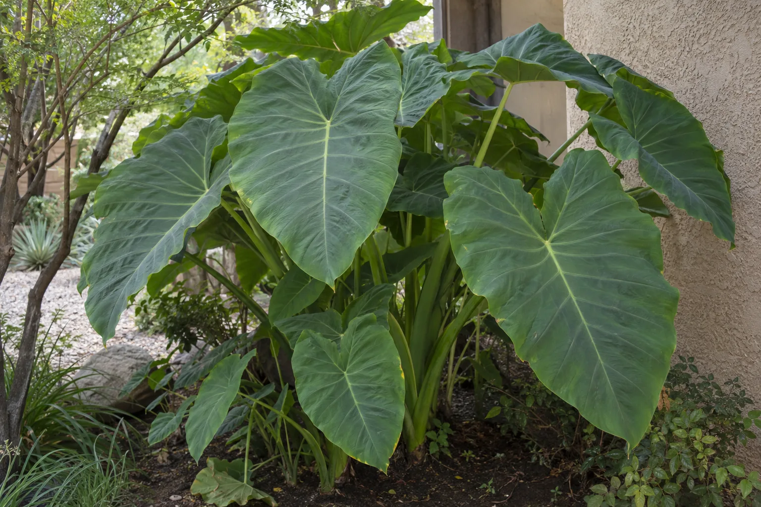 Elephant ears clump with huge downward-pointing heart-shaped green leaves in a shaded bed