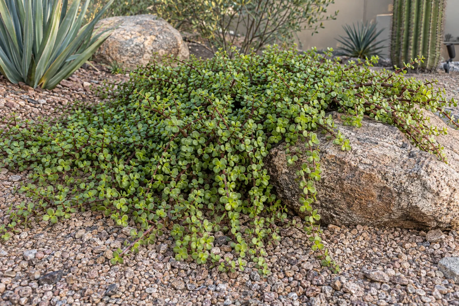 Prostrate elephant food spreading as a low mat of small round green leaves over gravel and a boulder