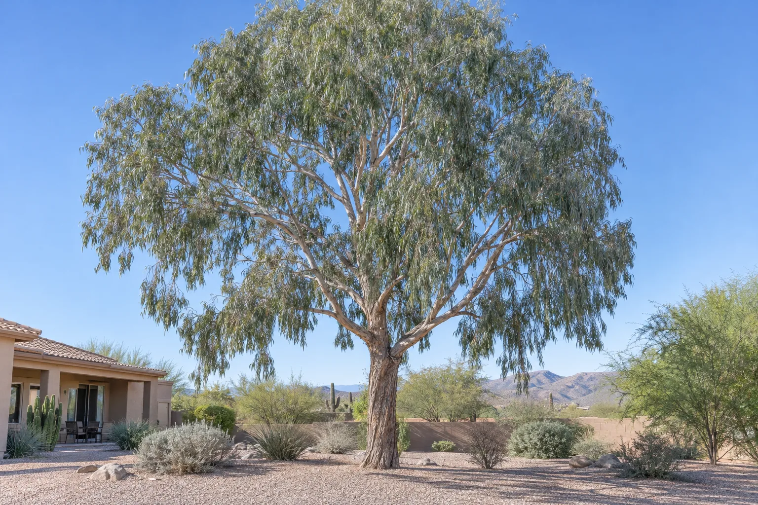 Coolibah eucalyptus shade tree with rough grey-brown bark and an airy canopy of narrow grey-green leaves