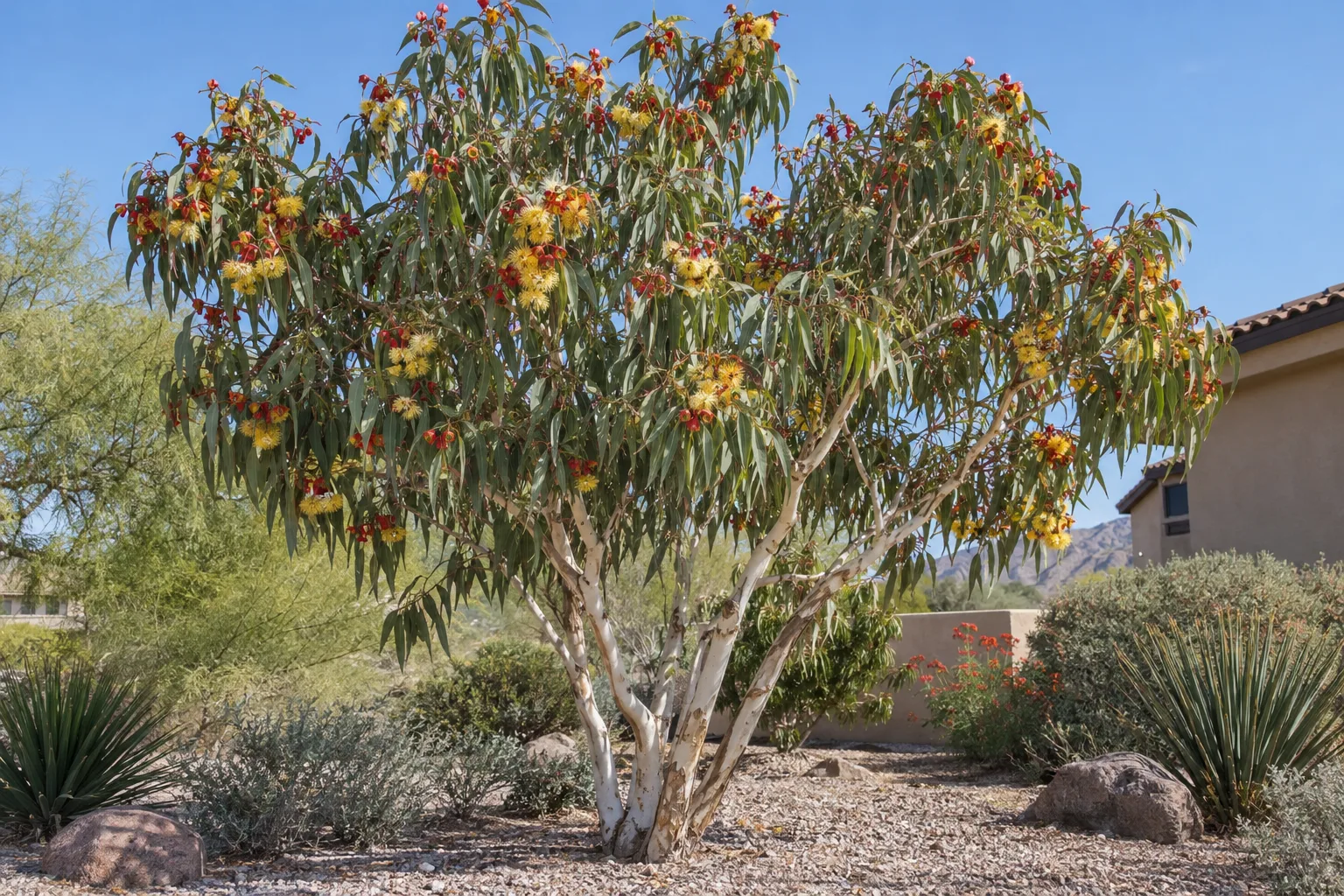 Red cap eucalyptus with cream-white bark, scarlet bud caps and large golden-yellow flowers in a gravel yard