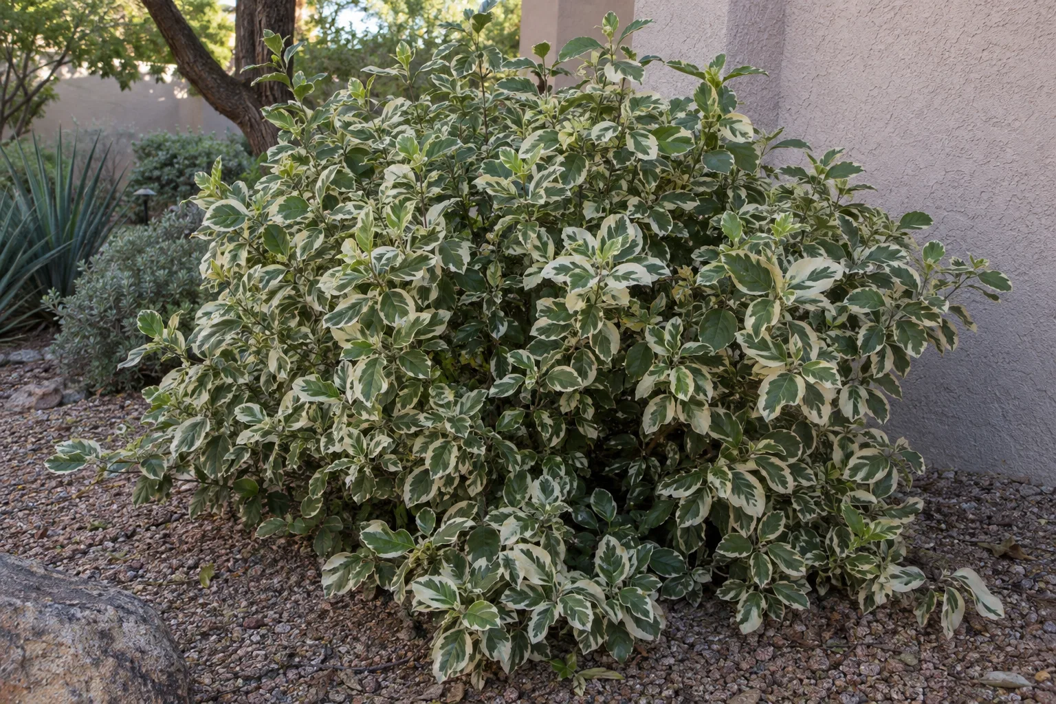 Silver Queen euonymus shrub with dark green leaves edged in creamy white in a shaded bed beside a wall