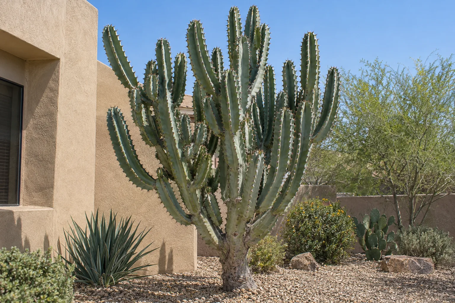 Euphorbia ammak with tall blue-green four-ribbed candelabra branches in a gravel yard