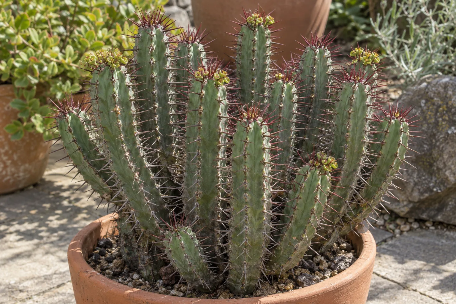 Euphorbia enopla clump of slender blue-green ribbed stems with long red spines in a terracotta pot