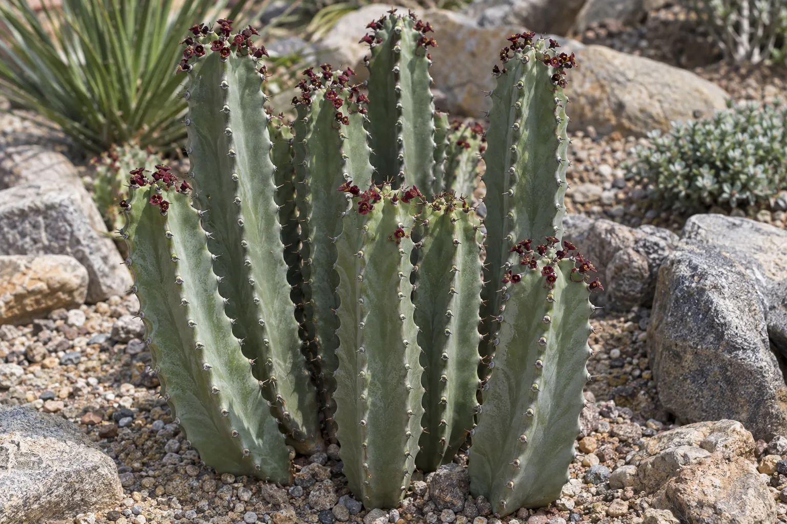 Euphorbia polygona cluster of grey-green deeply ribbed columns with small maroon flowers in a rock garden